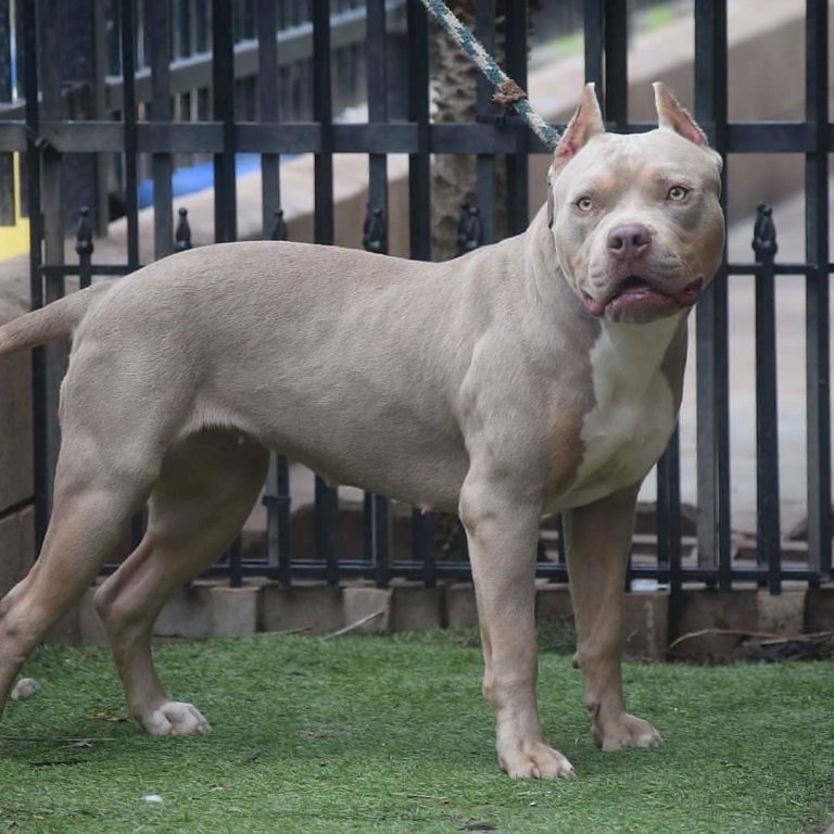 Blue Nose Pitbull Puppies For Sale Hawaii King Kennels